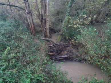 Imagen Acumulación de restos vegetales en varios puntos del arroyo que podrían generar obstrucciones
