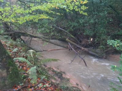 Imagen Previo a la actuación, se observan varios árboles caídos