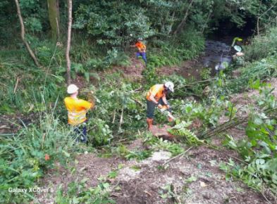 Imagen Trabajos de poda y retirada de restos vegetales con motosierra