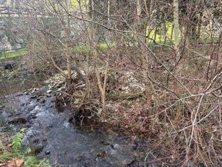Imagen Isla formada y colonización de vegetación en el cauce del arroyo la Llana