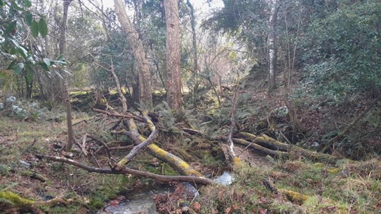 Imagen Antes de las actuaciones en el arroyo Mascadoria en Llanes