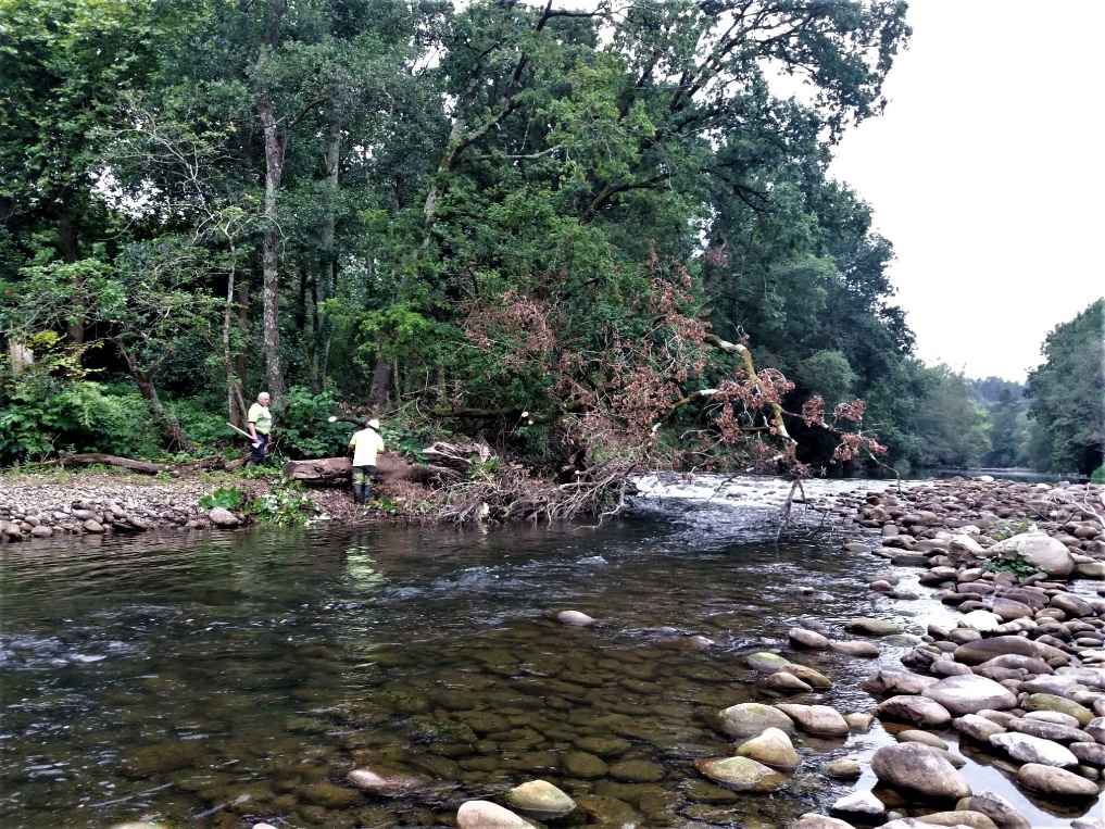Imagen Retirada de arbolado en el río Saja
