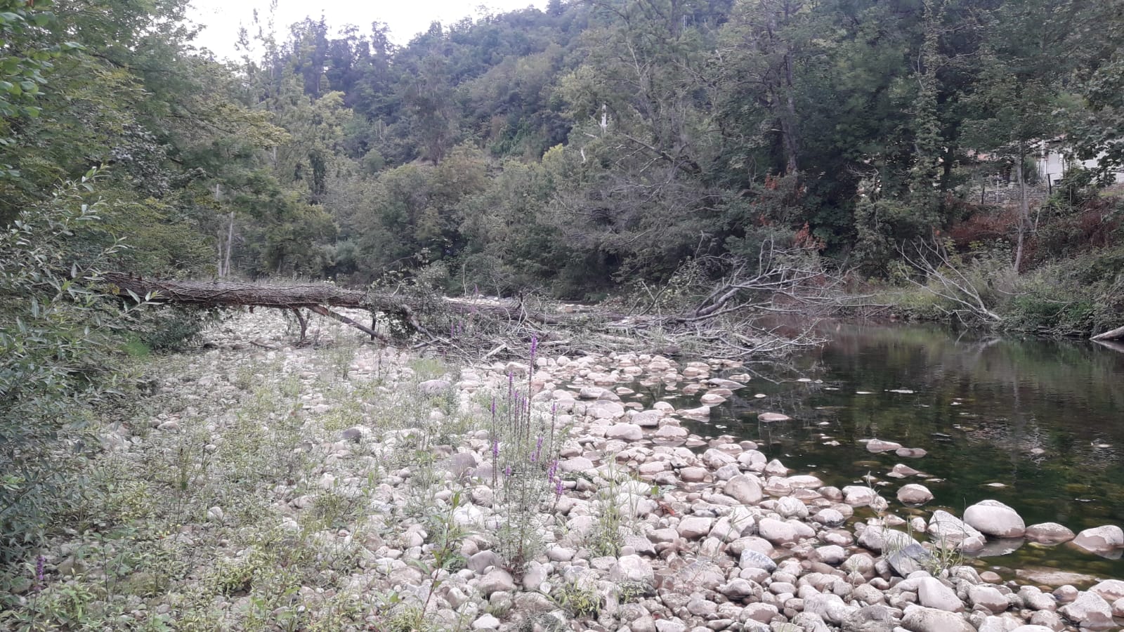 Imagen Estado anterior a la actuación en un tramo del río Nalón