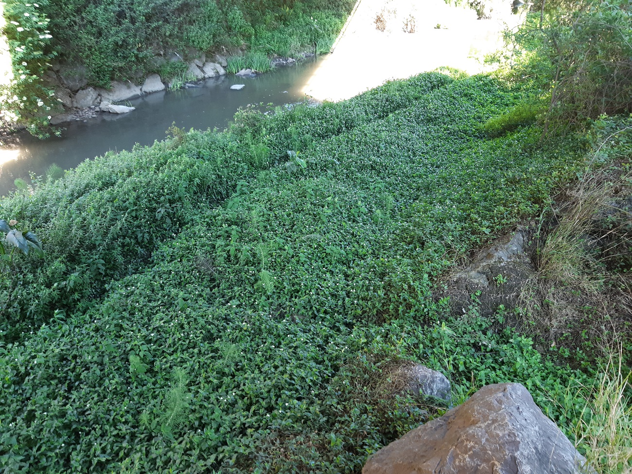 Imagen Zona de eliminación de áridos y plantas invasoras en el río Aboño