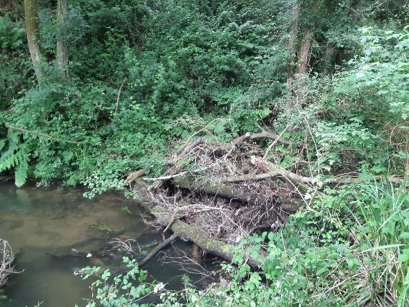Imagen Antes de la retirada de restos vegetales en el río Riotorto en Vilameá