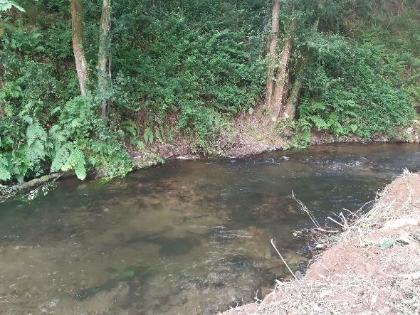 Imagen Después de la retirada de restos vegetales en el río Riotorto en Vilameá