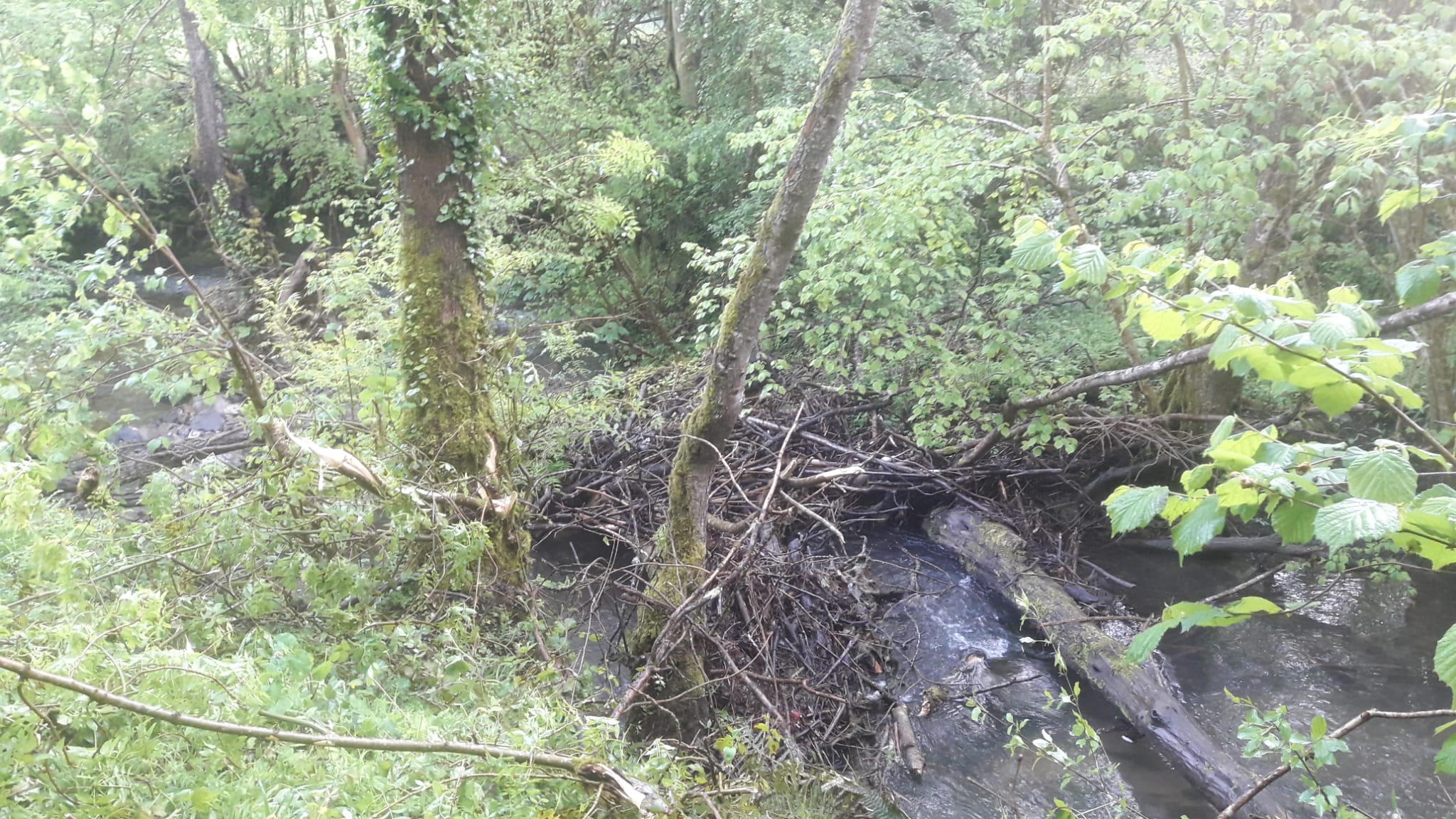 Imagen Antes de la actuación en el río Turón en Vegona