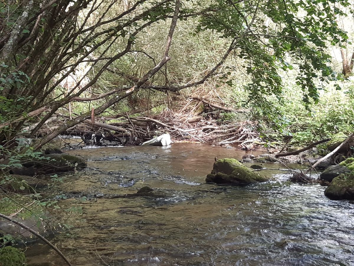 Imagen Antes de la actuación en el río Navia en Doncos