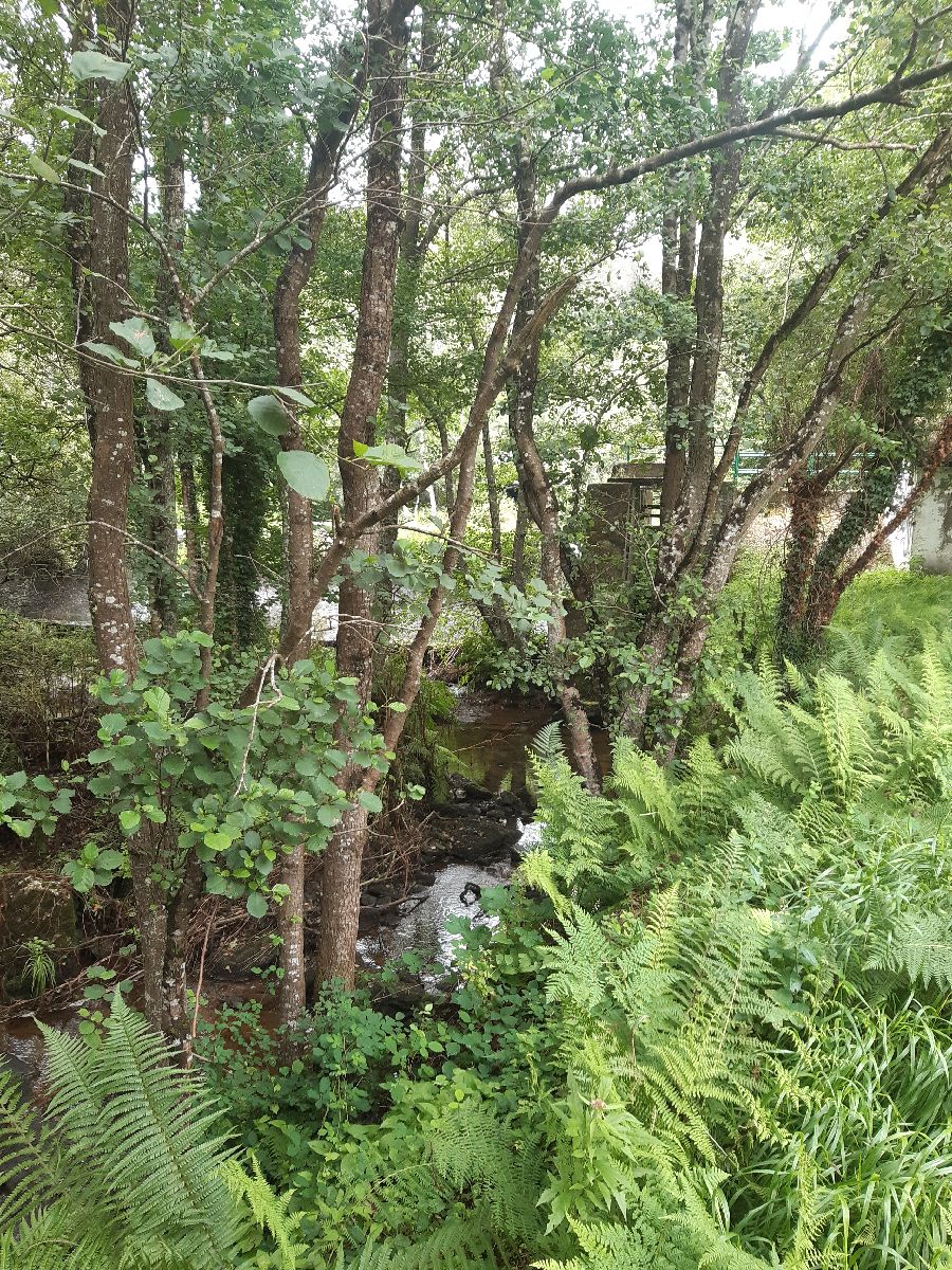 Imagen Antes de la actuación en el río Lexoso en O Mondigo