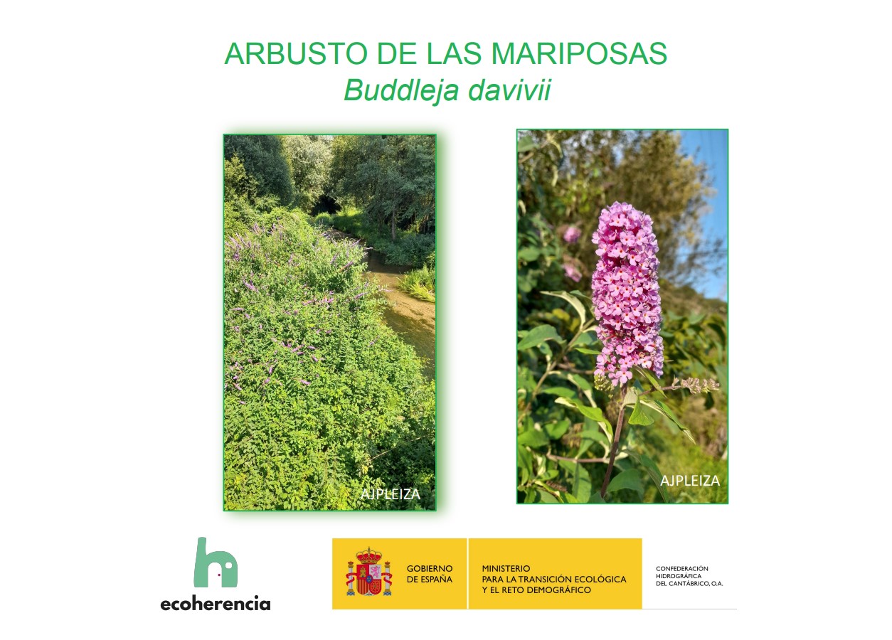 ecoherencia 1